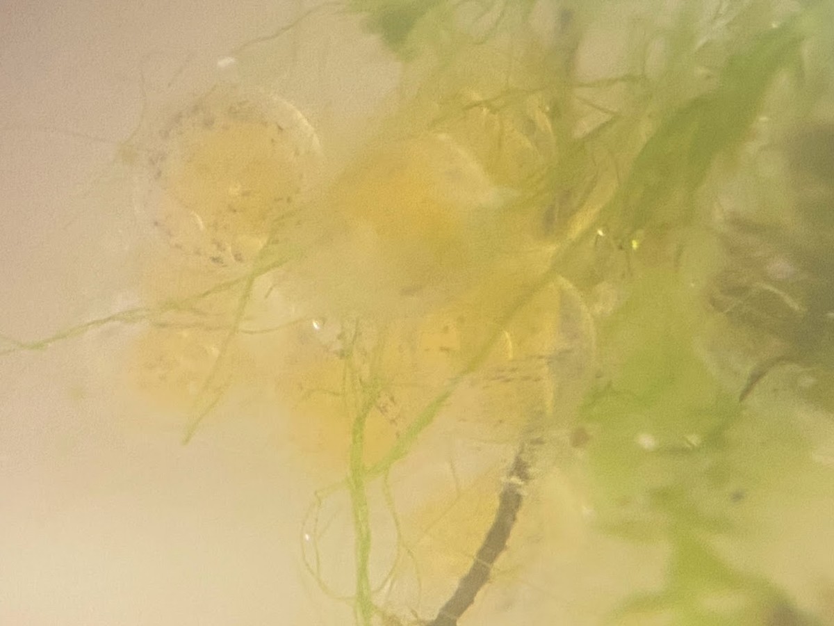 f:id:Naturalhistory:20220325161718j:plain