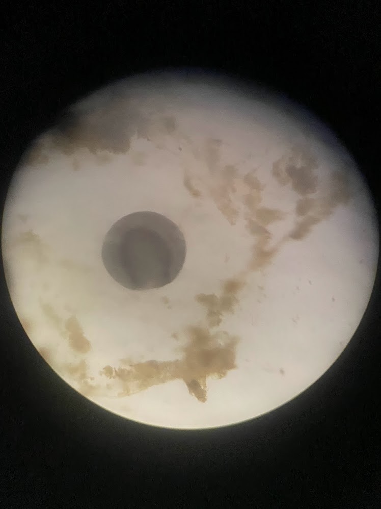 f:id:Naturalhistory:20220325161903j:plain