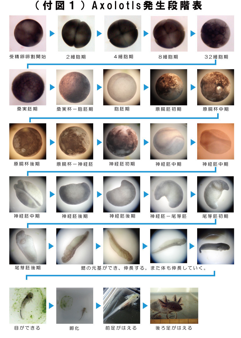 f:id:Naturalhistory:20220325162443j:plain