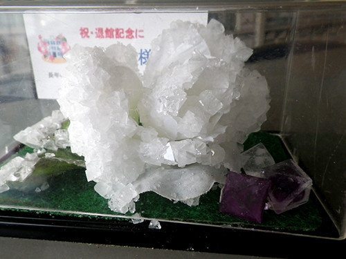 f:id:Naturalhistory:20220330163116j:plain