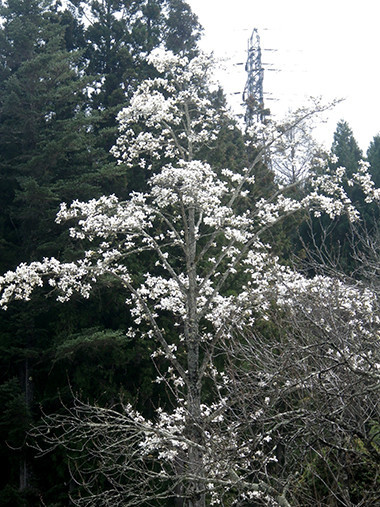 f:id:Naturalhistory:20220413124058j:plain