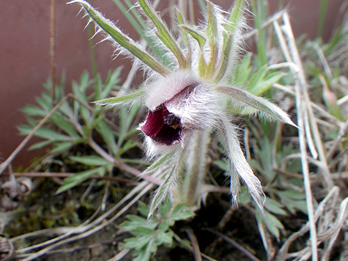 f:id:Naturalhistory:20220416143512j:plain