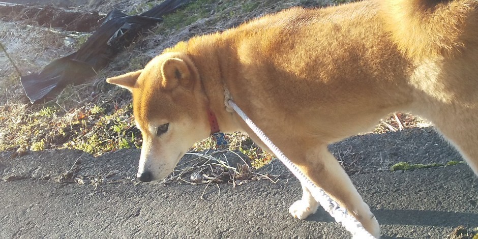 f:id:Naturalhistory:20220417160519j:plain