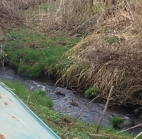 f:id:Naturalhistory:20220417160902j:plain