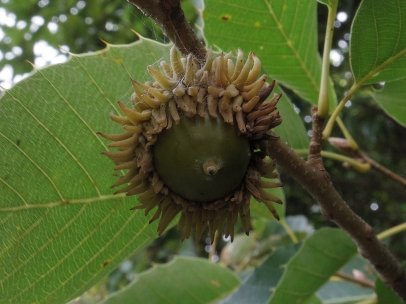 Quercus variabilis アベマキ - Nature Around Takarazuka