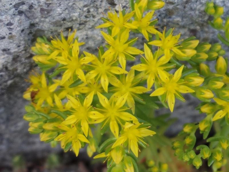 Sedum mexicanum メキシコマンネングサ - Nature Around Takarazuka