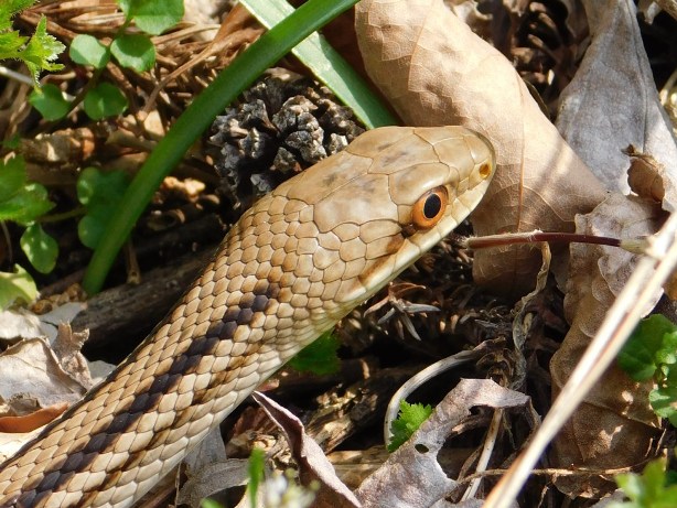 シマヘビ Elaphe Quadrivirgata Nature Around Takarazuka