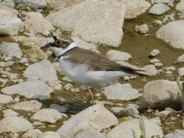 f:id:NatureAroundTakarazuka:20190506185415j:plain