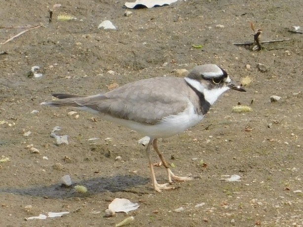 f:id:NatureAroundTakarazuka:20190506190044j:plain