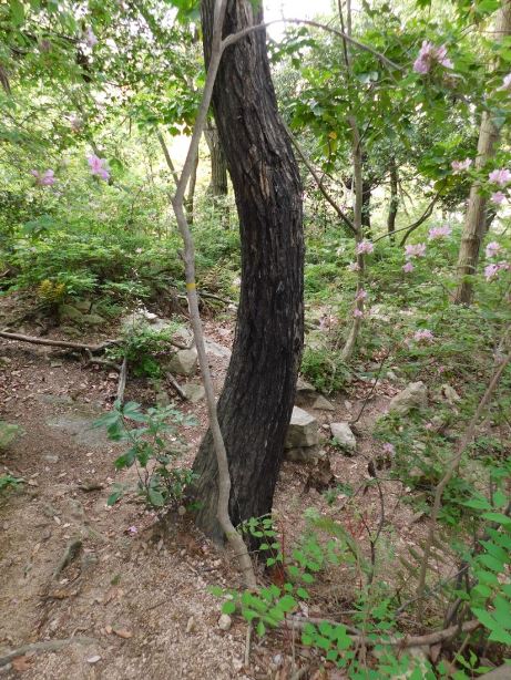 f:id:NatureAroundTakarazuka:20190512124253j:plain