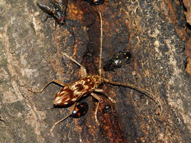 f:id:NatureAroundTakarazuka:20190512124751j:plain