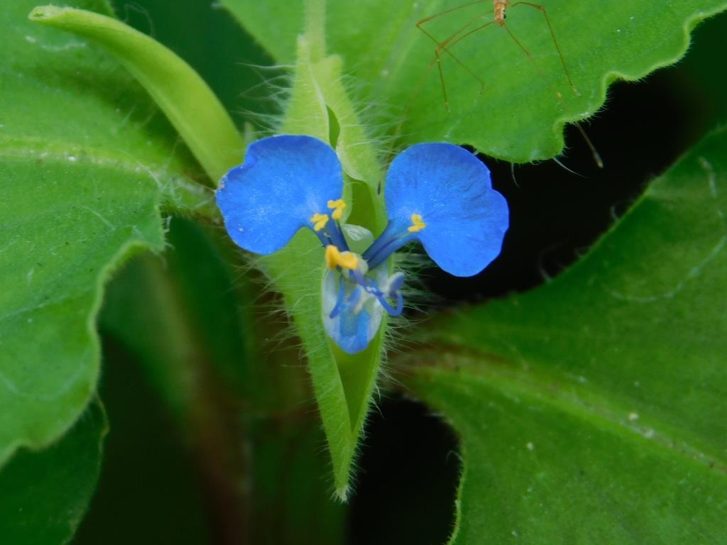 f:id:NatureAroundTakarazuka:20190711200548j:plain