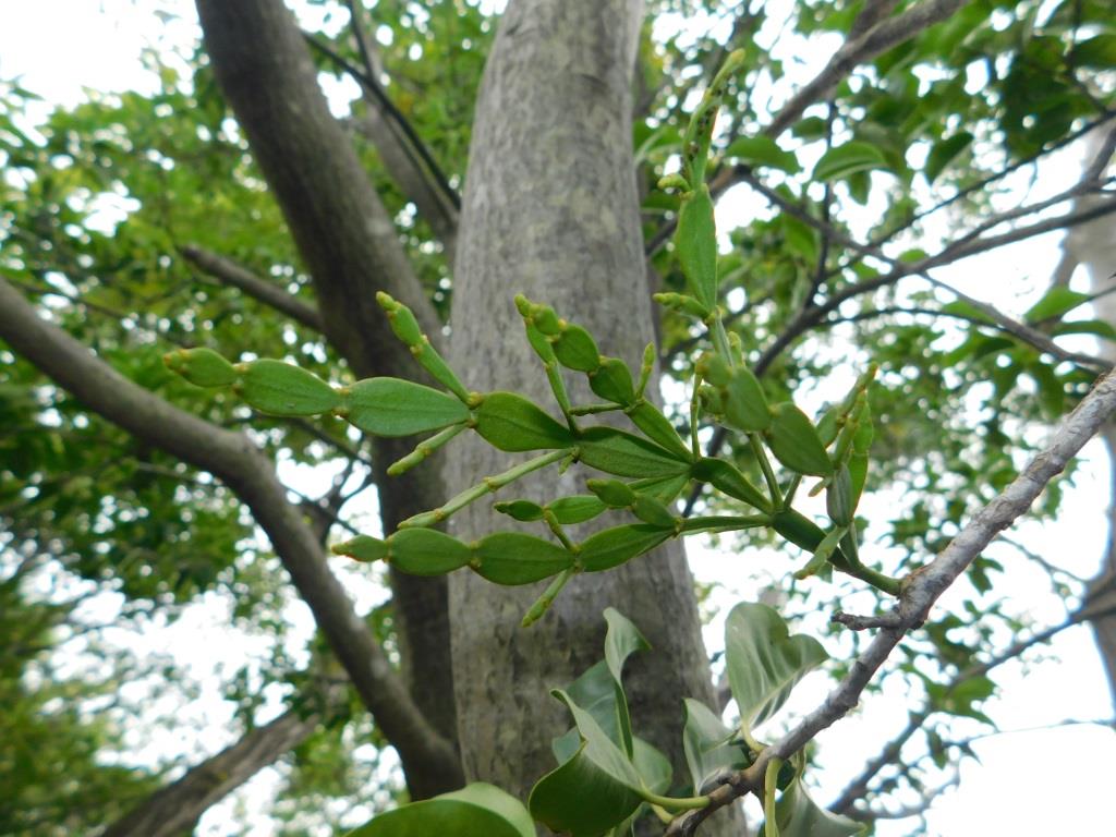 f:id:NatureAroundTakarazuka:20190713160643j:plain