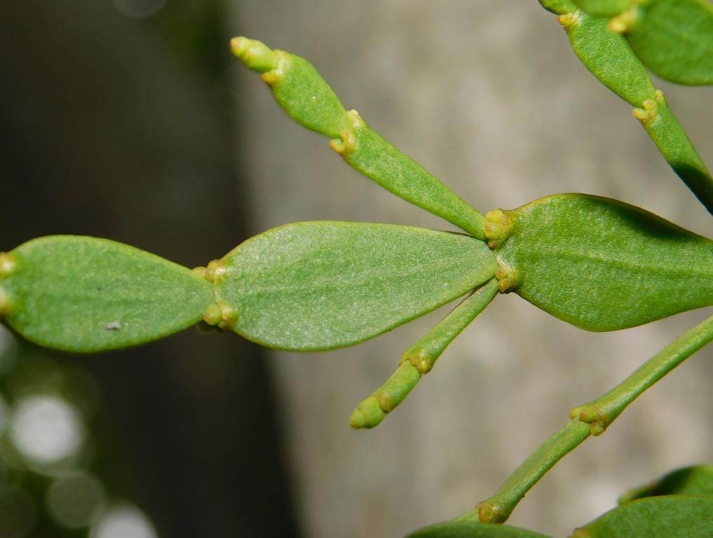 f:id:NatureAroundTakarazuka:20190713160739j:plain