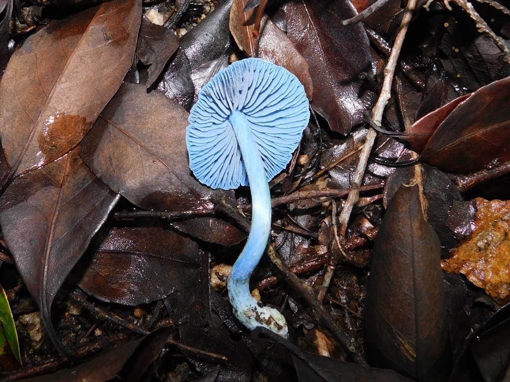 f:id:NatureAroundTakarazuka:20190720211001j:plain