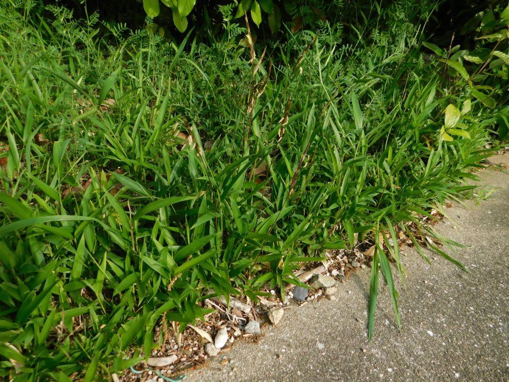 f:id:NatureAroundTakarazuka:20190722154442j:plain