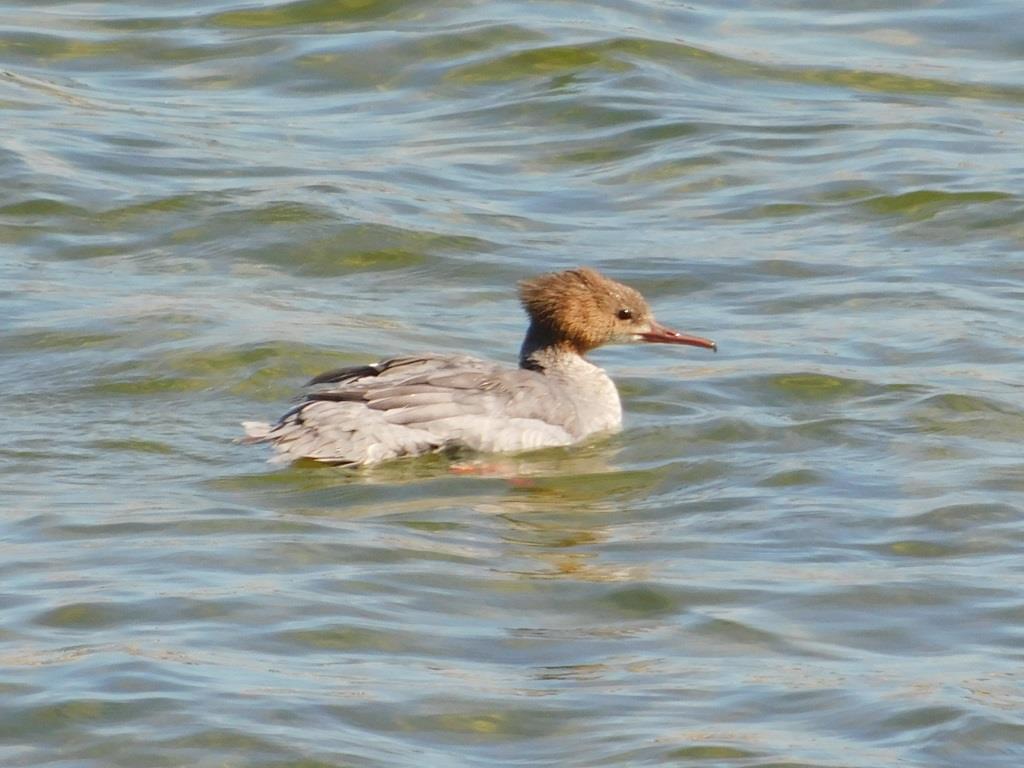 f:id:NatureAroundTakarazuka:20191102210657j:plain