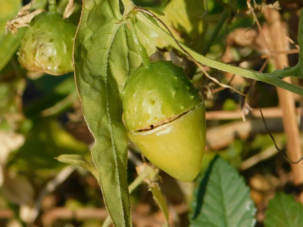 f:id:NatureAroundTakarazuka:20191117184836j:plain f:id:NatureAroundTakarazuka:20191117184836j:plain