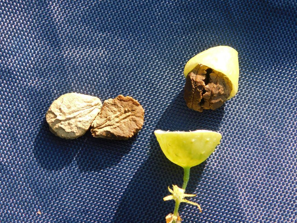 f:id:NatureAroundTakarazuka:20191117184920j:plain f:id:NatureAroundTakarazuka:20191117184920j:plain