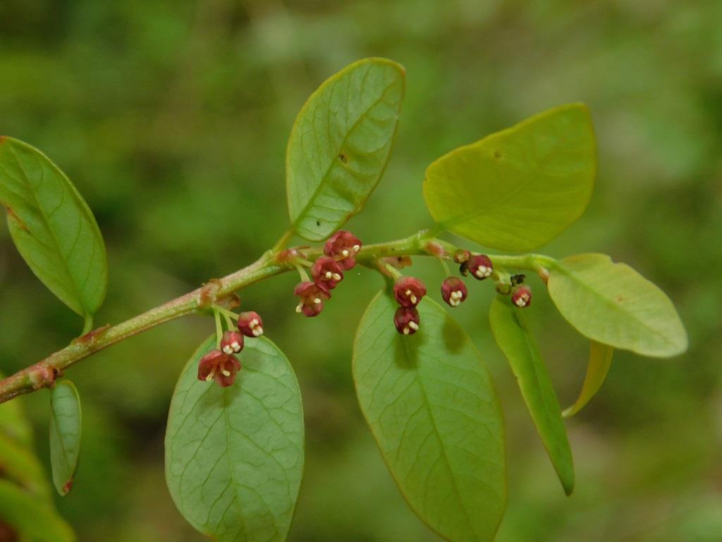 f:id:NatureAroundTakarazuka:20200427182232j:plain