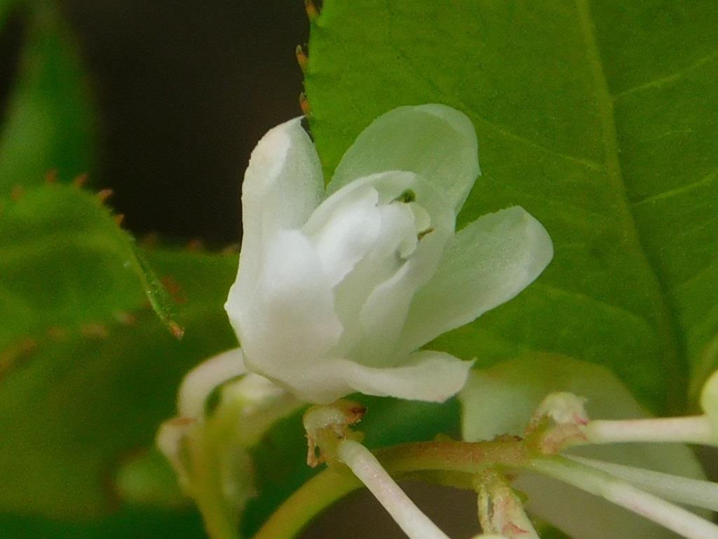 f:id:NatureAroundTakarazuka:20200427182330j:plain