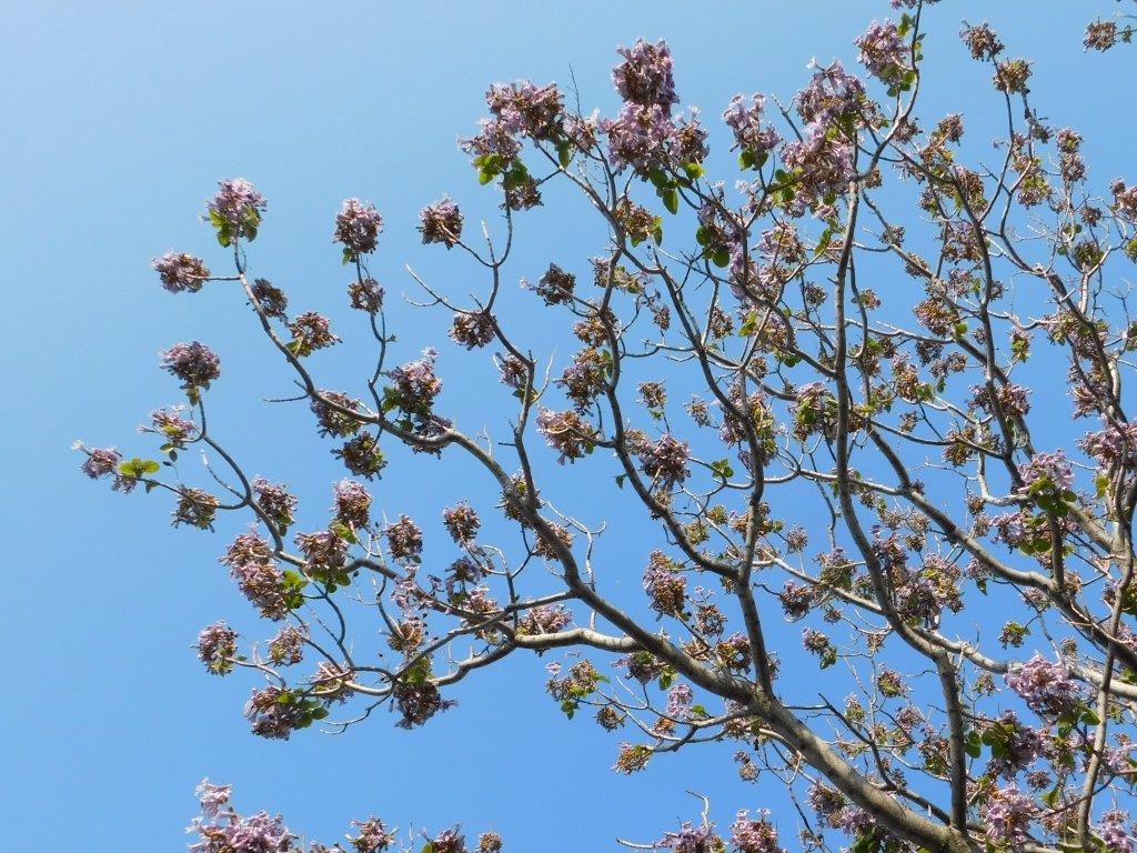 f:id:NatureAroundTakarazuka:20200501203324j:plain