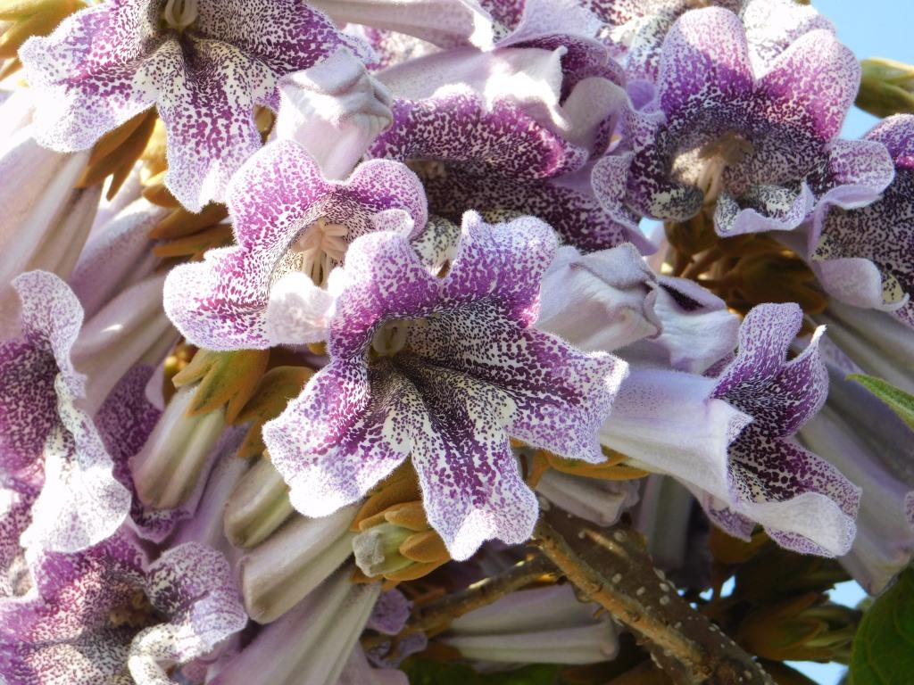 f:id:NatureAroundTakarazuka:20200501203408j:plain