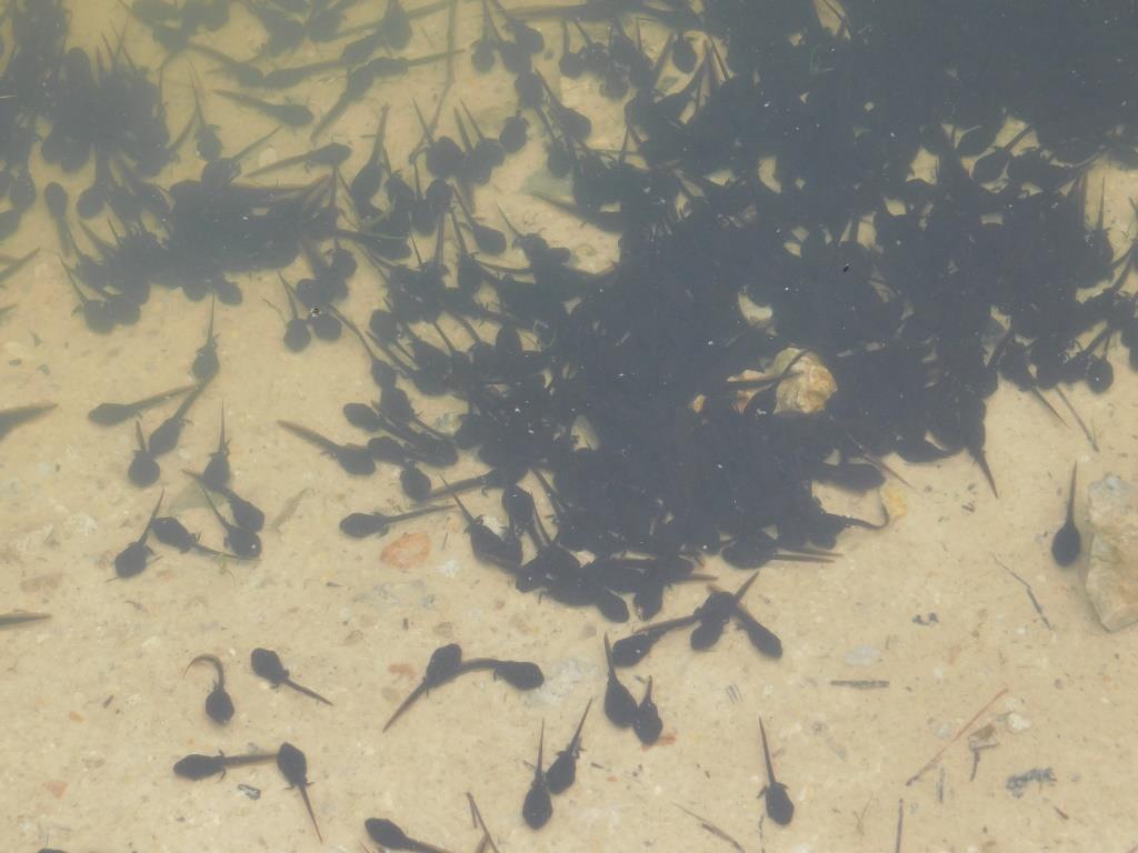 f:id:NatureAroundTakarazuka:20210510190338j:plain