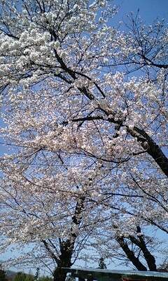 f:id:Nekomanma:20080405130434j:image f:id:Nekomanma:20080405130434j:image