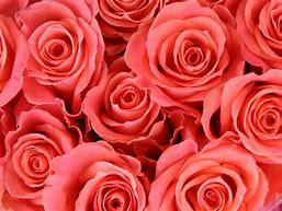 f:id:NemoooO5:20180310175519j:plain f:id:NemoooO5:20180310175519j:plain