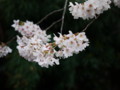 [風景][桜]