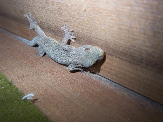 f:id:NewOldStock:20070814074119j:image