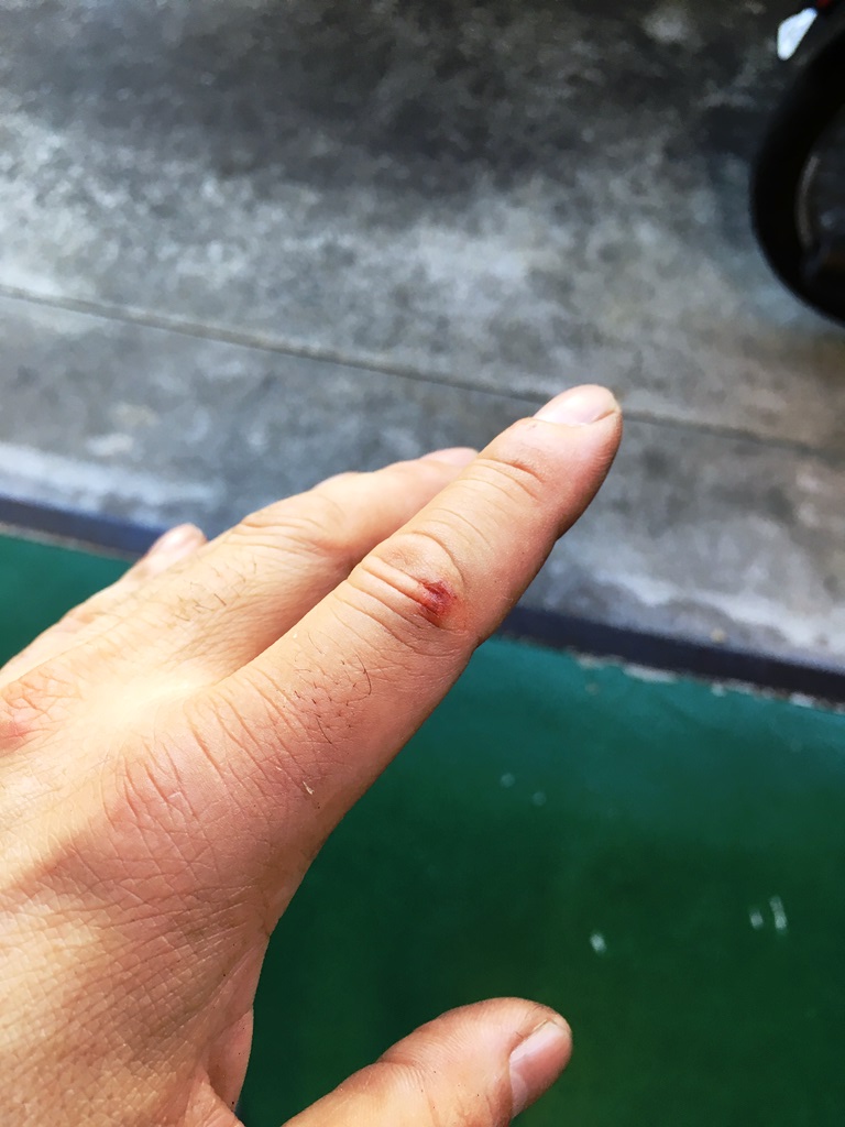 f:id:New_Kazu:20191013214944j:plain f:id:New_Kazu:20191013214944j:plain