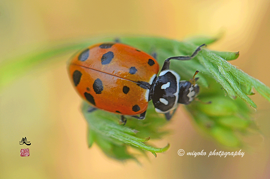 f:id:Newday:20210820132259j:plain