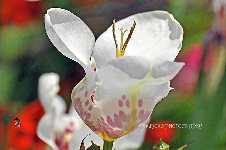 f:id:Newday:20211207081315j:plain