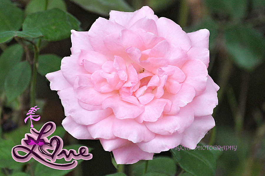 f:id:Newday:20211211152414j:plain
