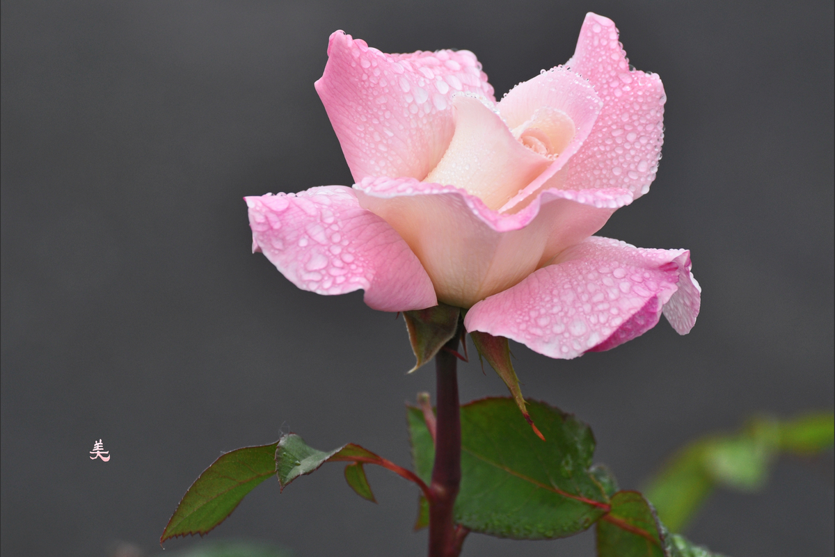 f:id:Newday:20220411114416j:plain