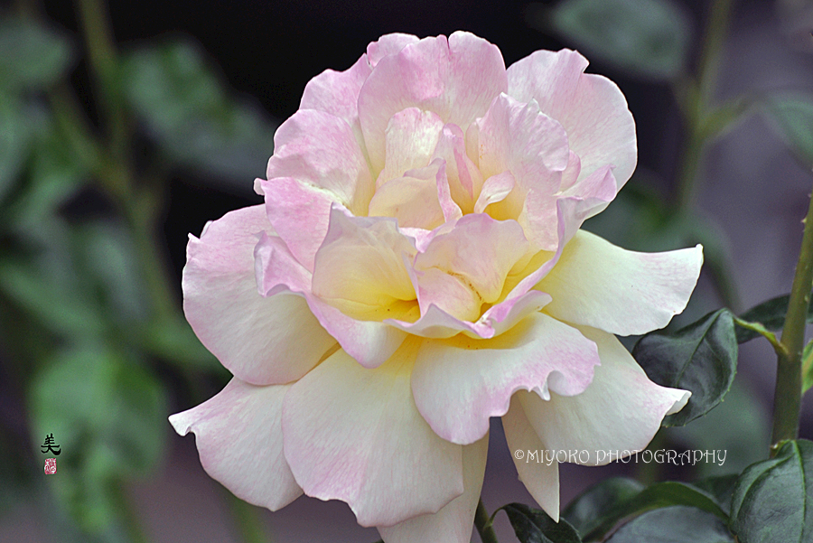 f:id:Newday:20220411114538j:plain