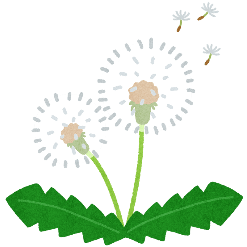 タンポポの綿毛のフリーイラスト