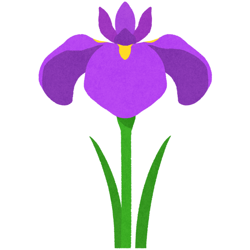 菖蒲のフリーイラスト