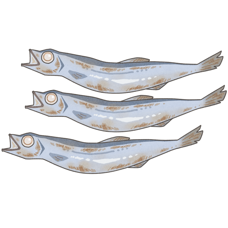 ししゃものフリーイラスト