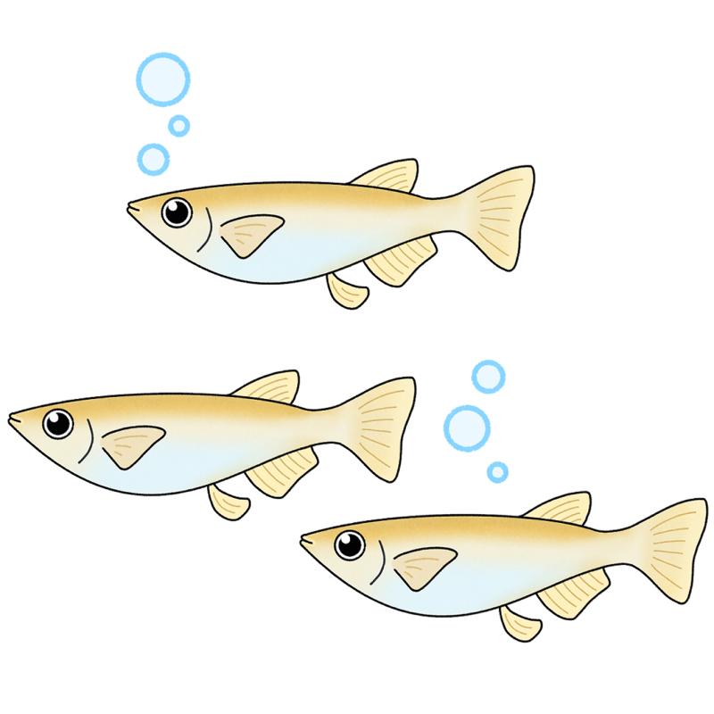 メダカのフリーイラスト