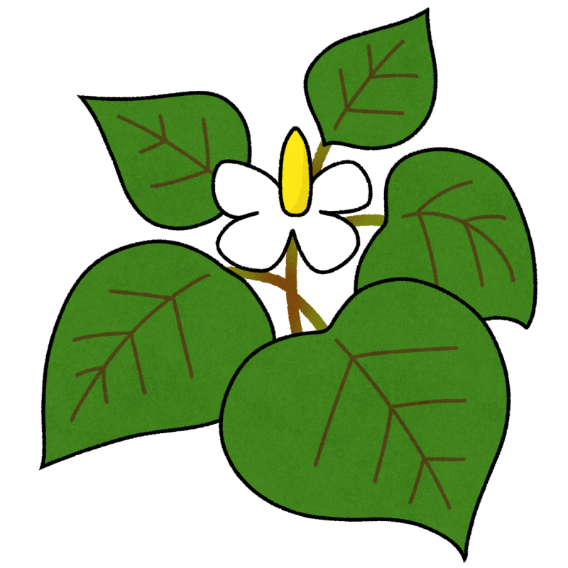 ドクダミのフリーイラスト