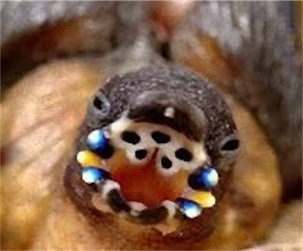 コ キンチョウ 雛