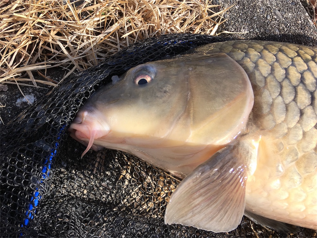 f:id:NiceFish:20180203184607j:image f:id:NiceFish:20180203184607j:image