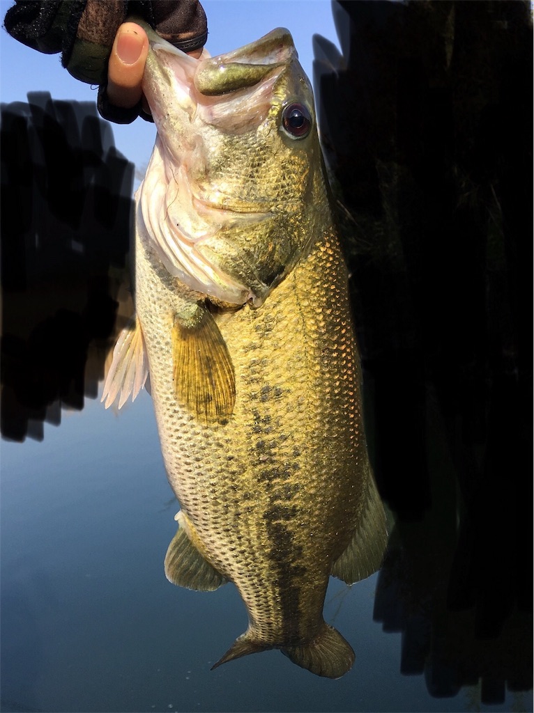 f:id:NiceFish:20180410191558j:image