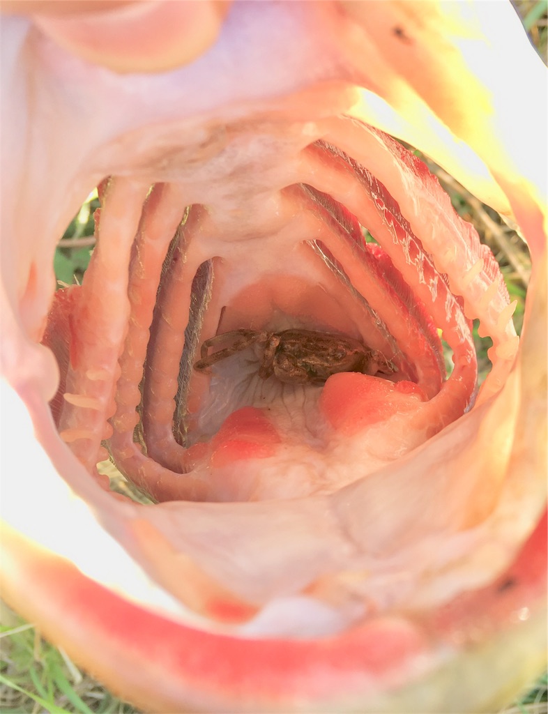 f:id:NiceFish:20180410194755j:image