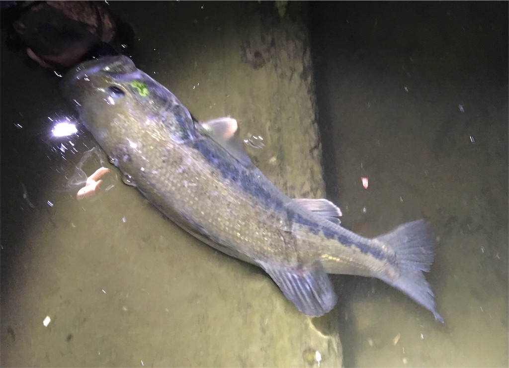 f:id:NiceFish:20180506180422j:image f:id:NiceFish:20180506180422j:image