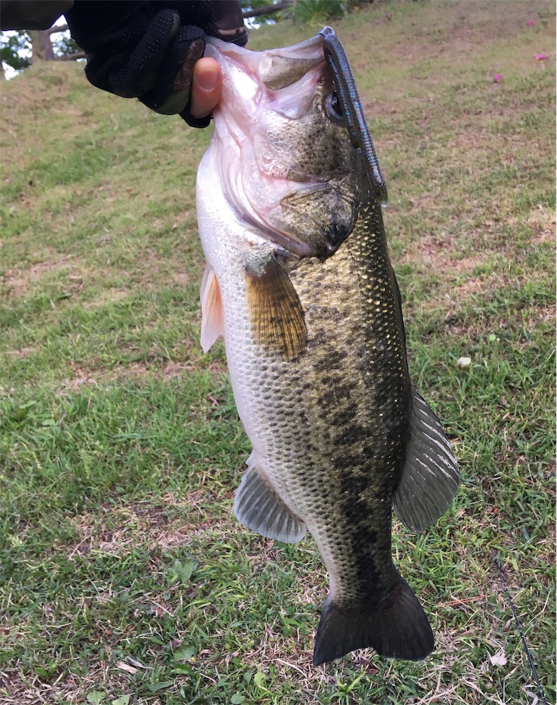 f:id:NiceFish:20180506191425j:image f:id:NiceFish:20180506191425j:image