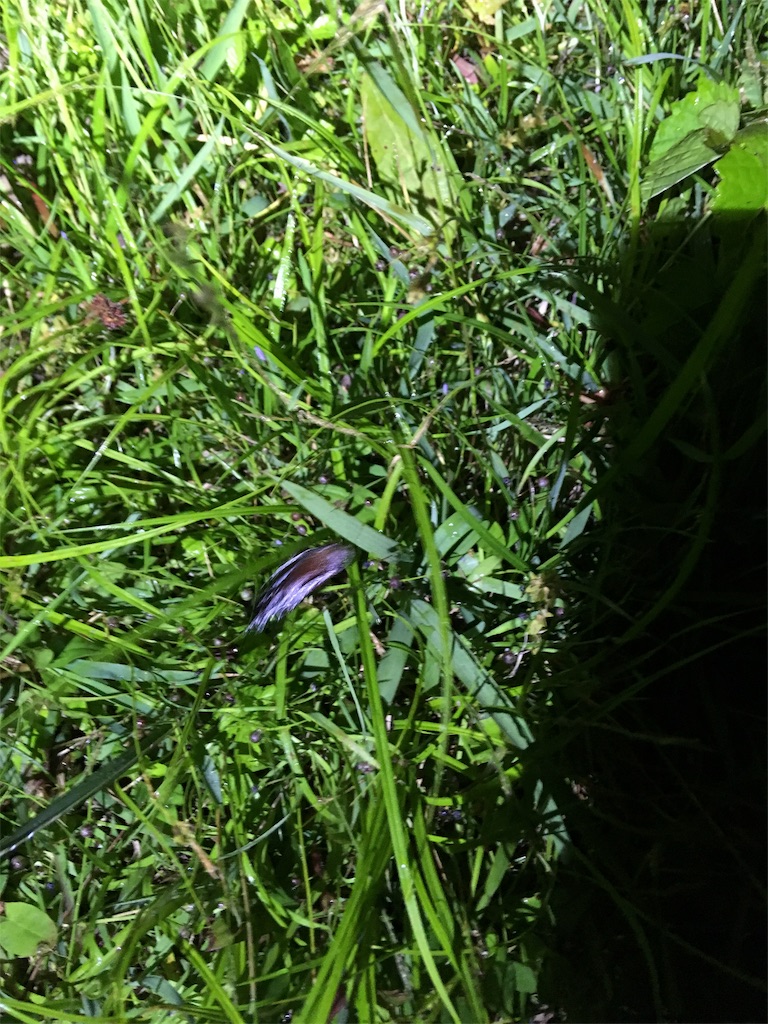 f:id:NiceFish:20180606035535j:image f:id:NiceFish:20180606035535j:image